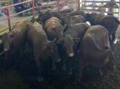 Cows sold for $1340 at Laidley. Picture by Stariha Auctions