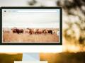 Online feeder steer prices rally