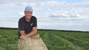 CQUniversity researcher Dr Drew Portman holding a peanut hay bale, which has been cut and baled at Emerald. Picture: Ben Harden 